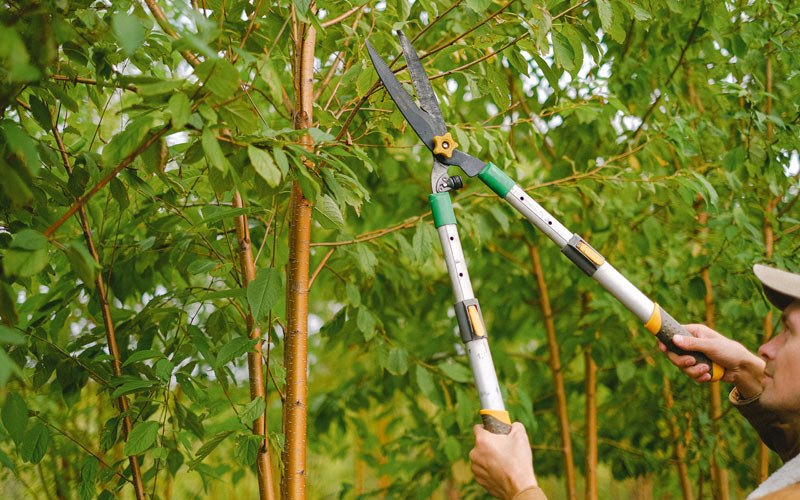 Tree trimming in Erie, CO